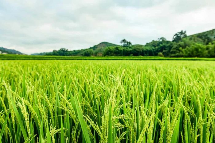 Paddy field rice japan britannica plant agriculture minamiuonuma cultivation description