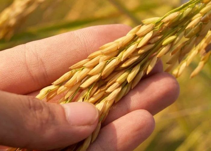 Fertilizer rice agrosiaa extract mixture kg organic natural