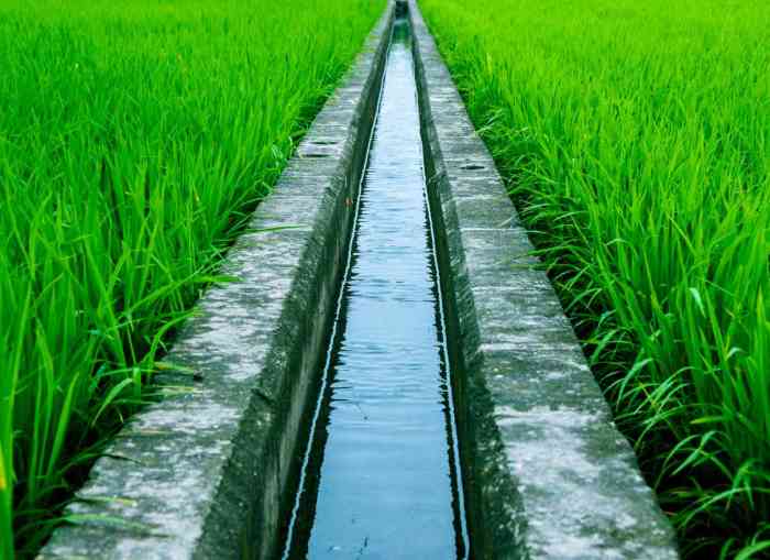 Paddy irrigation cultivation Paddy irrigation cultivation