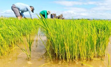 Plant aquaponics paddy pexels