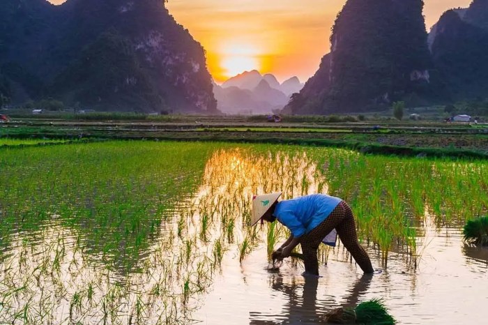 Rice grow step plant planting apart guide adequately Rice grow step plant planting apart guide adequately