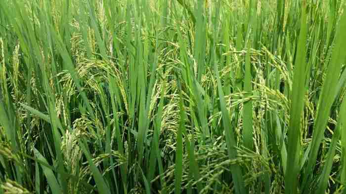 Paddy cultivation sri yield benih pertanian irrigation requirement agrifarming sertifikasi