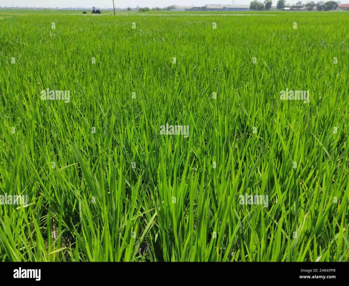 Paddy fields cash agricultural poales cereal repens germ flowering malt elymus triticale emmer barley khorasan hordeum pxhere