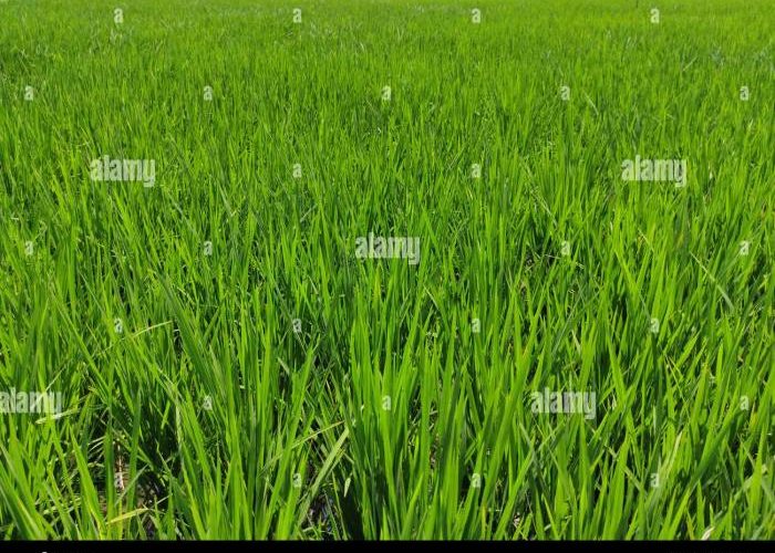 Paddy fields cash agricultural poales cereal repens germ flowering malt elymus triticale emmer barley khorasan hordeum pxhere
