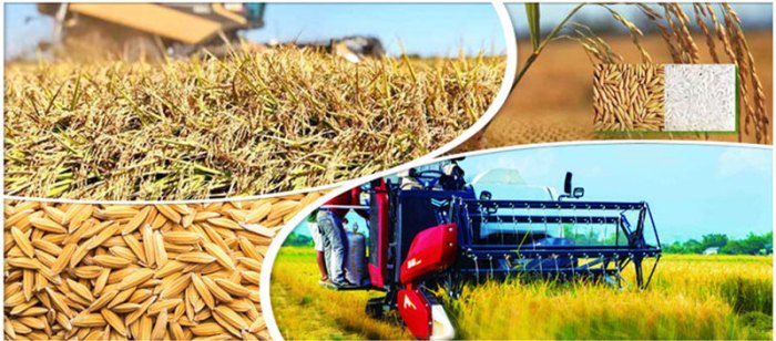 Paddy harvesting processing milling mill dehusking grading