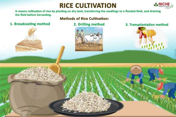 Rice cultivation staple agriculture farming niche Rice cultivation staple agriculture farming niche