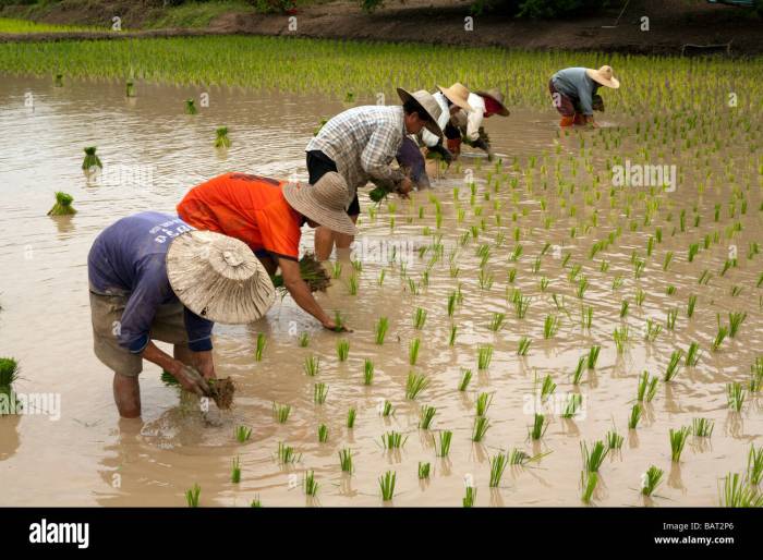 Cultivation rice preview Cultivation rice preview