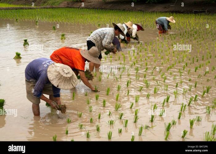 Cultivation rice preview