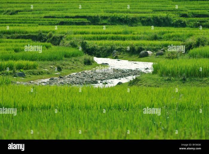 Sapa fertile paddies rice