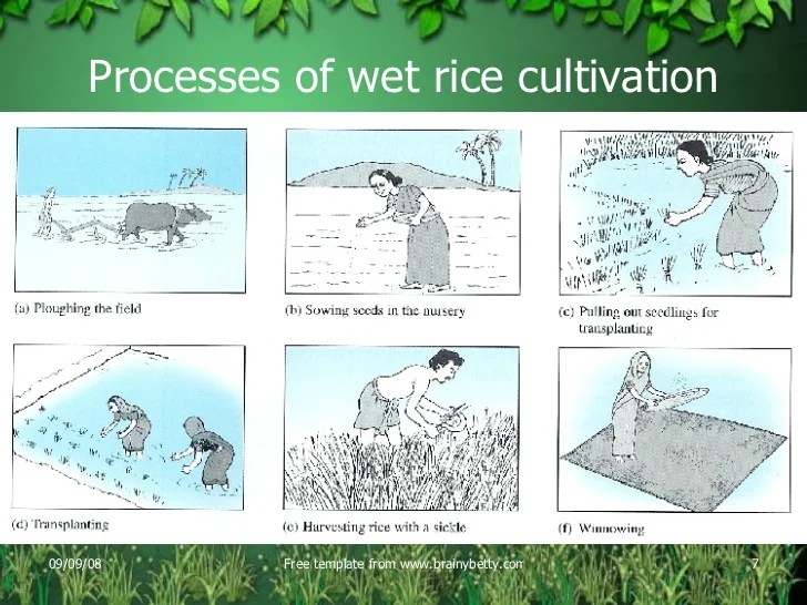 Rice agriculture process cultivation processes sec