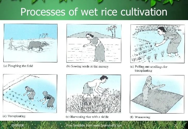 Rice agriculture process cultivation processes sec