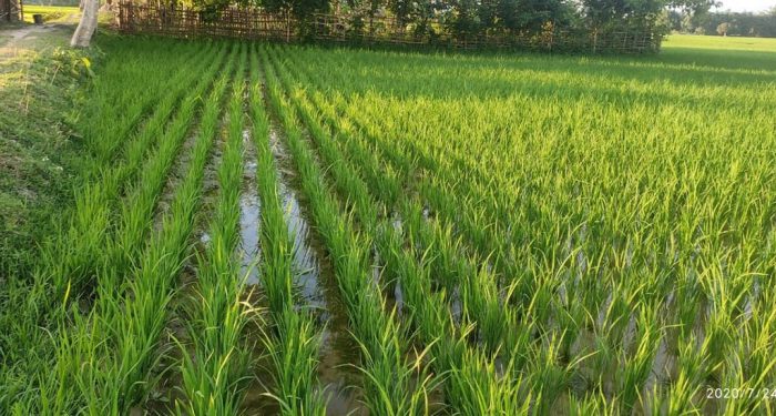 Paddy rice resolution high cultivation production agriculture crop help fields growing monitoring strategies boost maps farmers effective mapping areas make