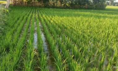 Paddy rice resolution high cultivation production agriculture crop help fields growing monitoring strategies boost maps farmers effective mapping areas make