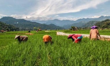 Kerala paddy farmers rice cultivation land working back farmer farming agriculture farm india kollad people fallow fields crops agricultural rural