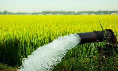 Rice paddy water fields irrigation agriculture irrigating india stock andhra pumped pradesh irrigated alamy plant