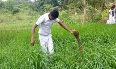 Paddy cultivation sri lanka nutrient management rice