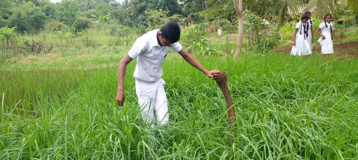 Paddy cultivation sri lanka nutrient management rice