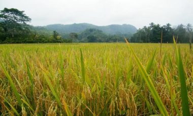 Rice field green plant crop paddy farm peakpx online original