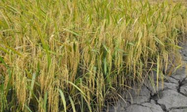 Paddy field preparation