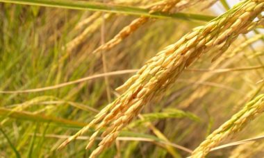 Smut false rice disease irri diseases pest resistance does iaea