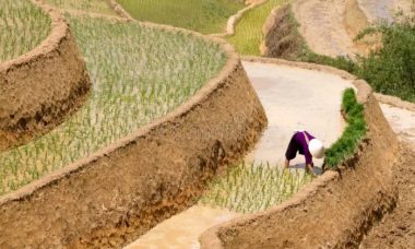 Vietnam paddy terraced fields