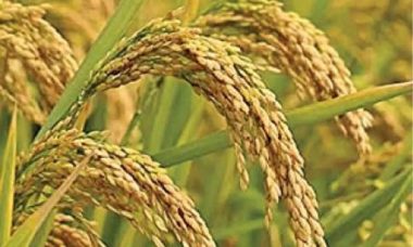Cultivation staple farming niche