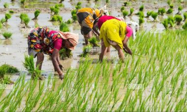 Rice planting women field plants young paddy indian andhra pradesh india alamy