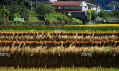 Rice field thailand sunset oc eastern comments