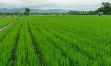 Rice farming paddy irrigation cultivation fertilizer agrifarming landscape