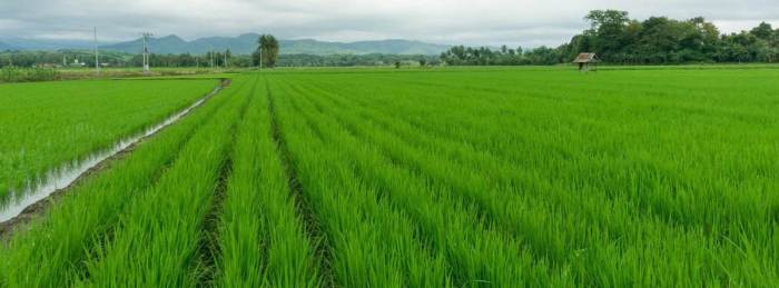 Rice farming paddy irrigation cultivation fertilizer agrifarming landscape