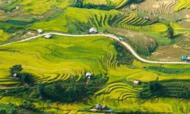 Paddy vietnam fields rice places land