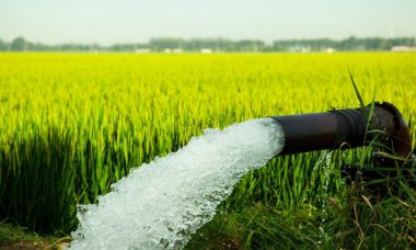 Paddy irrigation cultivation