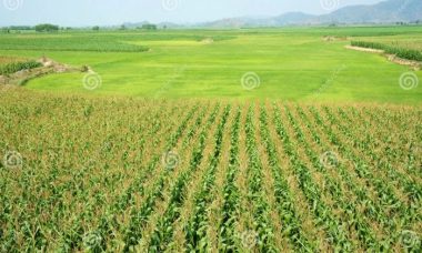 Maize intercrop paddy field plantation color preview large