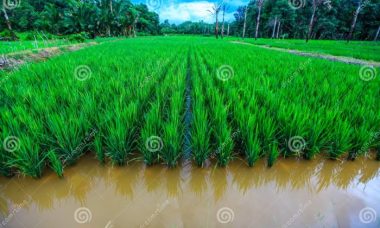 Padi planting cultivation fields mina
