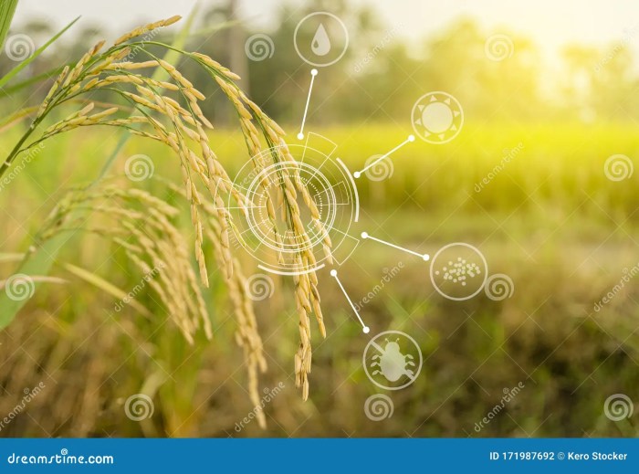 Smart paddy ripe ohren reife erweitertes reis maturi coltivazioni intelligenti sullo risone