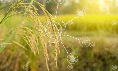 Smart paddy ripe ohren reife erweitertes reis maturi coltivazioni intelligenti sullo risone