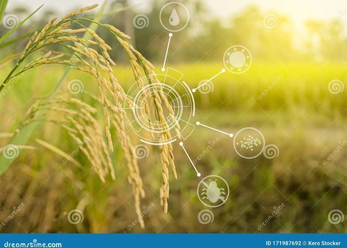 Smart paddy ripe ohren reife erweitertes reis maturi coltivazioni intelligenti sullo risone
