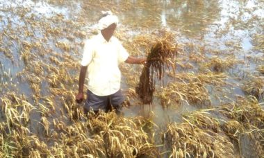 Paddy shortage cracked water preview