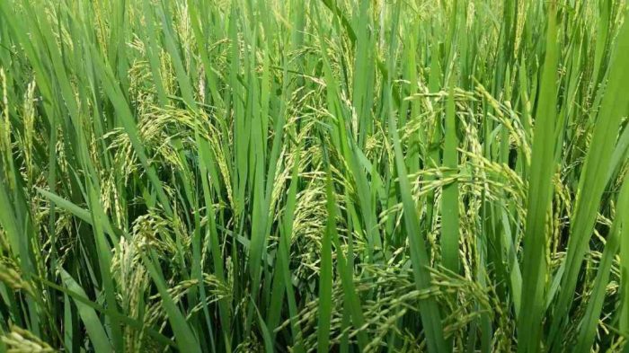Paddy farming cultivation yield method benih guide pertanian requirement irrigation agrifarming sertifikasi