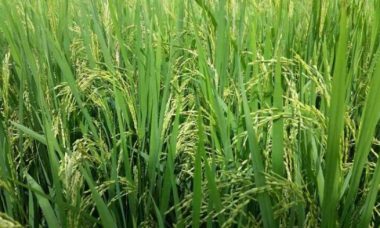 Paddy cultivation yield benih pertanian irrigation requirement agrifarming sertifikasi