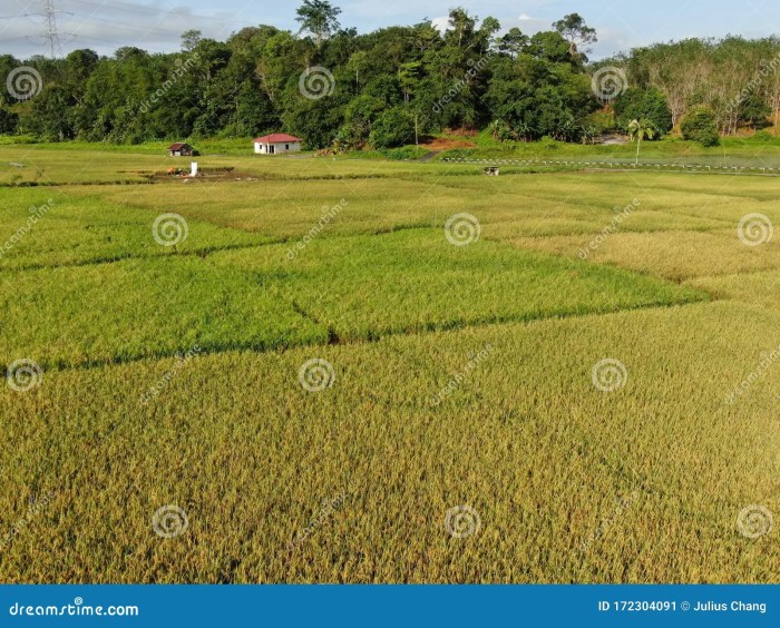 Tanaman Sawah dan Peranannya dalam Ekonomi Lokal