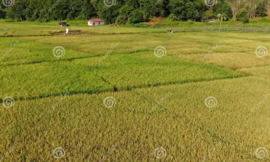 Tanaman Sawah dan Peranannya dalam Ekonomi Lokal