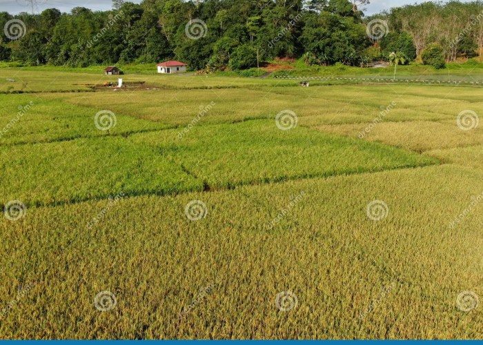 Tanaman Sawah dan Peranannya dalam Ekonomi Lokal