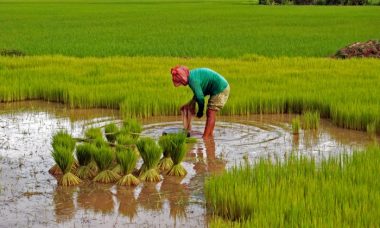Rice plant crops rise plants life riso food jobs agriculture example