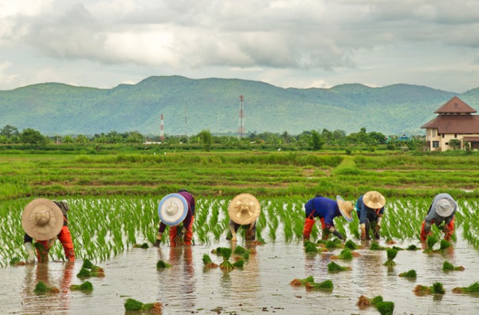 Rice security production food report climate smart global says key finance esg according unrest earth group