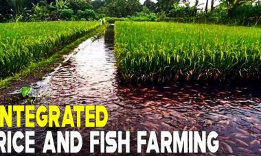 Farming integrated plot bdfish aquaculture
