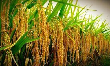 Yielding high varieties