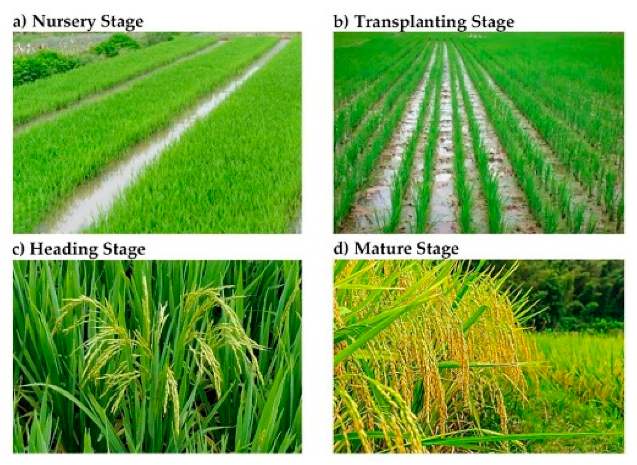 Greenhouse gas effect emissions warming global paddy soils scientist shows