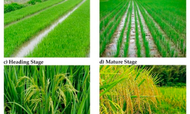 Greenhouse gas effect emissions warming global paddy soils scientist shows