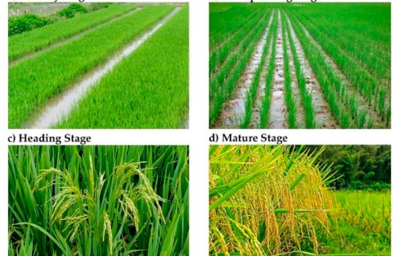 Greenhouse gas effect emissions warming global paddy soils scientist shows